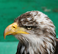 Rotland: Adler