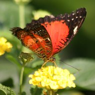 Schmetterling