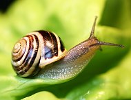 Schnecke