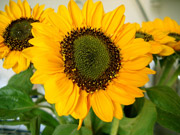 Sonnenblume - Beziehungstyp